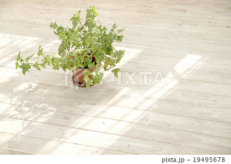 窓際のアイビー 19495678