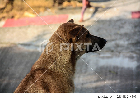 Gorgeous dog Gorgeous dog 19495764