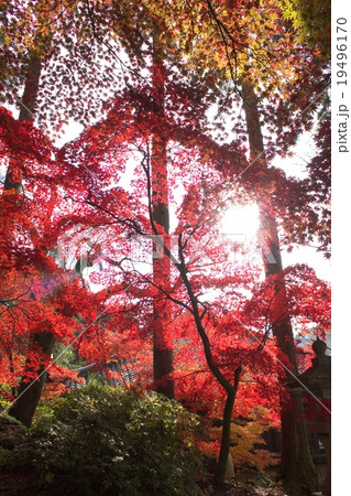 信州の秋の真っ赤に燃ゆる紅葉の風景 信州の秋の真っ赤に燃ゆる紅葉の風景 19496170