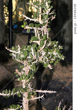 アルアウディア・コモサ 19496206