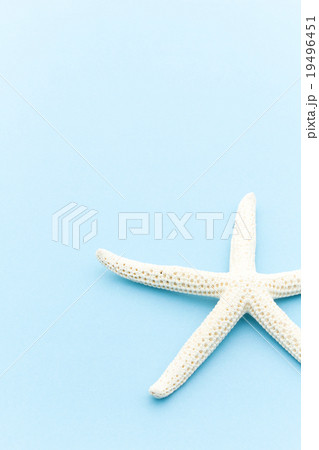 白いヒトデの写真素材