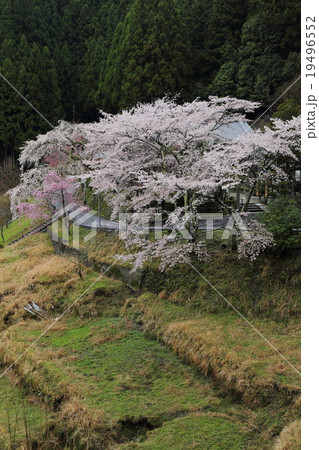 悟真寺の枝垂れ桜 19496552