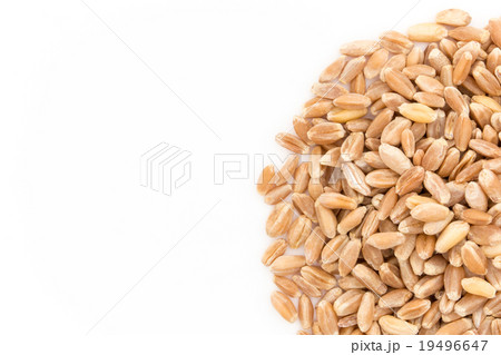 ウィートグラス種子（ウィートベリー）:Wheatgrass seeds(wheat berries) 19496647