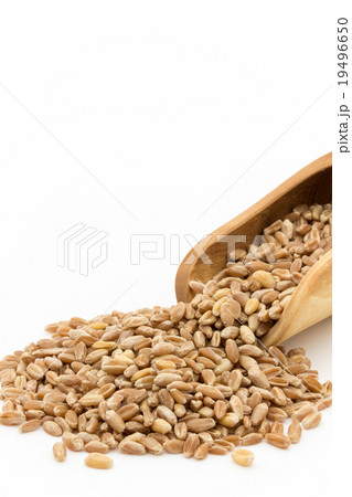 ウィートグラス種子(ウィートベリー):Wheatgrass seeds(wheat berries) ウィートグラス種子(ウィートベリー):Wheatgrass seeds(wheat berries) 19496650