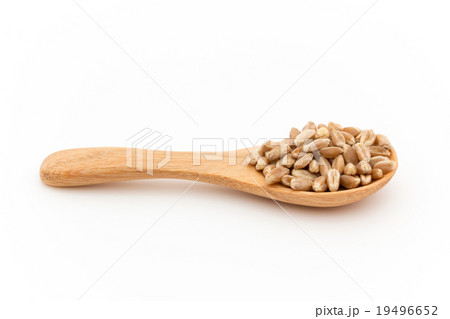 ウィートグラス種子（ウィートベリー）:Wheatgrass seeds(wheat berries) 19496652