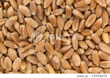 ウィートグラス種子（ウィートベリー）:Wheatgrass seeds(wheat berries) 19496656