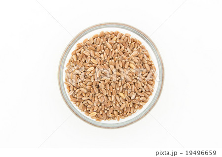 ウィートグラス種子(ウィートベリー):Wheatgrass seeds(wheat berries) ウィートグラス種子(ウィートベリー):Wheatgrass seeds(wheat berries) 19496659