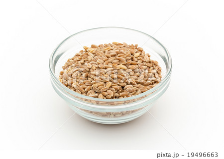 ウィートグラス種子（ウィートベリー）:Wheatgrass seeds(wheat berries) 19496663