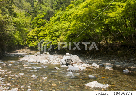清滝川の新緑 19496878