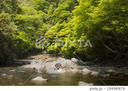 清滝川の新緑 19496879