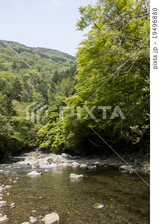清滝川の新緑 清滝川の新緑 19496880