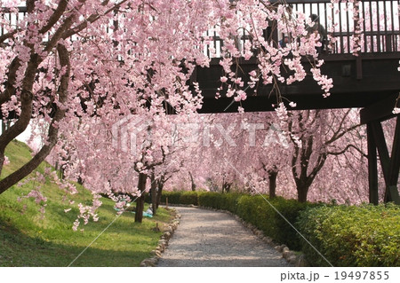 風土記の丘の桜 19497855