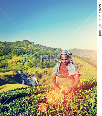 Agriculture Agriculturist Harvest Tea Crop Concept 19499649