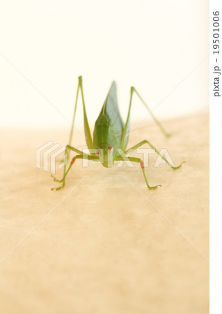 サトクダマキモドキ サトクダマキモドキ 19501006