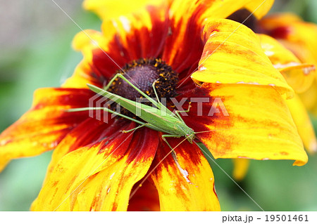 ツユムシとルドベキア 19501461