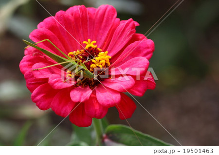 ツユムシと百日草 19501463