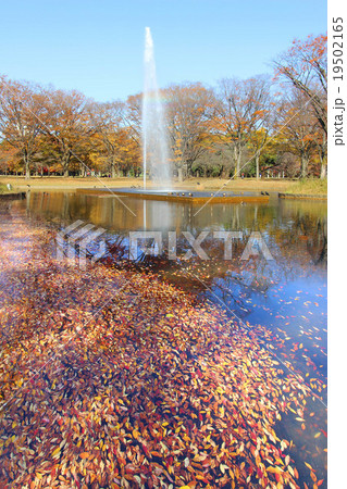代々木公園の紅葉 19502165