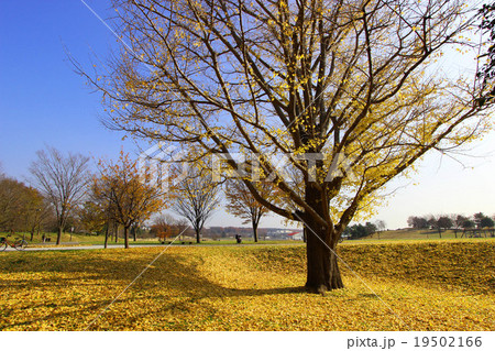 武蔵野の森公園 19502166