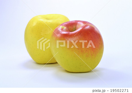 リンゴ（ぐんま名月） 19502271
