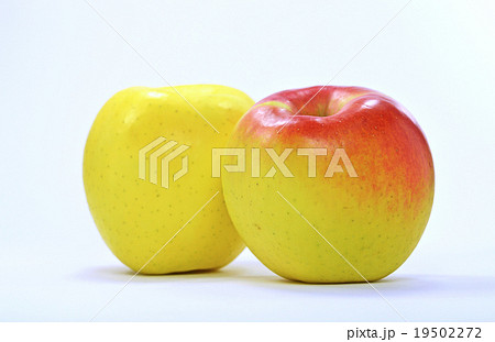 リンゴ(ぐんま名月) リンゴ(ぐんま名月) 19502272