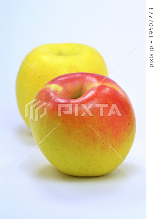 リンゴ（ぐんま名月） 19502273