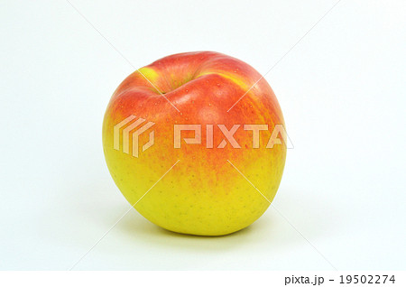リンゴ（ぐんま名月） 19502274