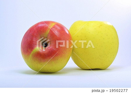リンゴ（ぐんま名月） 19502277