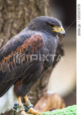 ハリスホーク3 19502476