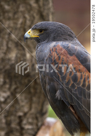 ハリスホーク5 19502478