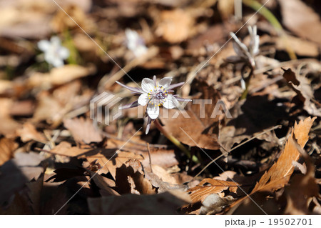 節分草 節分草 19502701