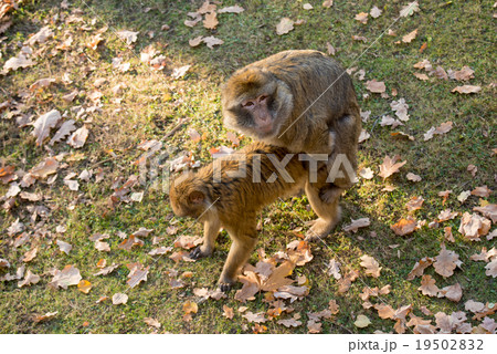 two monkeys Macaca Sylvanus copulating at the zoo two monkeys Macaca Sylvanus copulating at the zoo 19502832