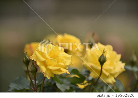 秋のばら　ファウスト博士 19502920