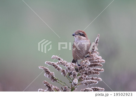 モズと枯れたセイタカアワダチソウ 19502923