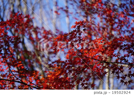 紅葉 19502924
