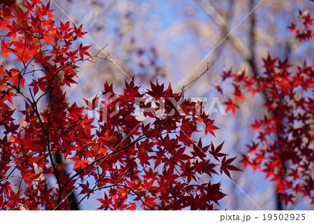 紅葉 19502925