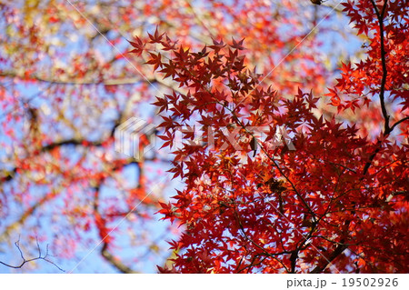 紅葉 19502926