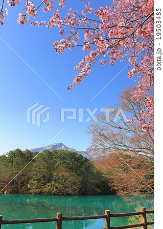 春の五色沼 19503485