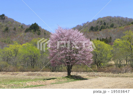 桧原の一本桜 桧原の一本桜 19503647