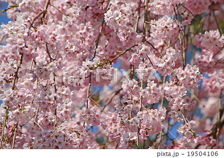 シダレザクラ 19504106