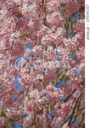 シダレザクラ 19504107