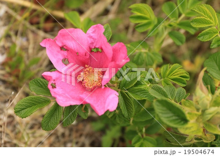 花びらの痛んだハマナスの花 花びらの痛んだハマナスの花 19504674