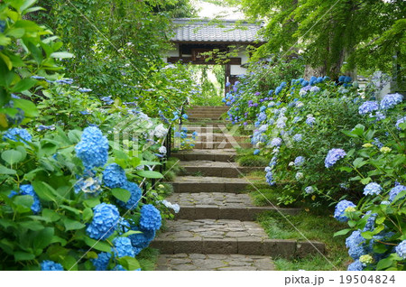 資福寺の参道とアジサイ 横 の写真素材