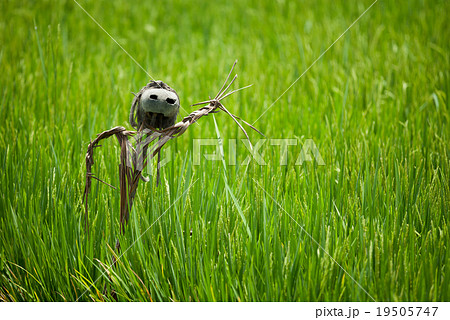 Scarecrow on rice field Scarecrow on rice field 19505747