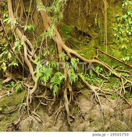 Roots of tropical tree in the soil eroded by rain 19505750