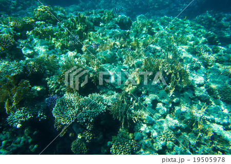 underwater 19505978