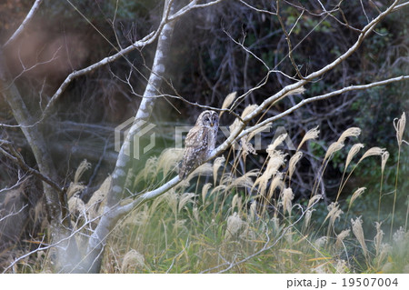 フクロウ フクロウ 19507004