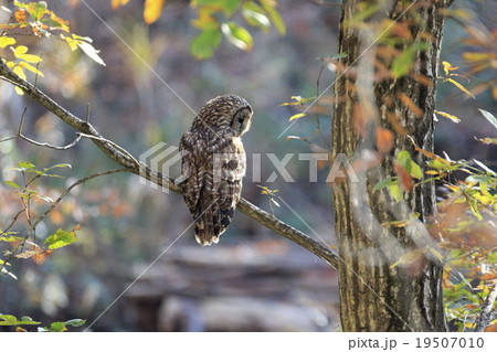 フクロウ フクロウ 19507010