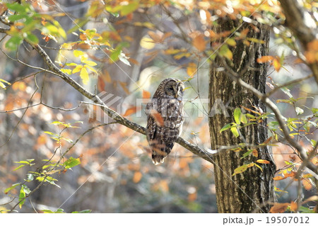 フクロウ フクロウ 19507012