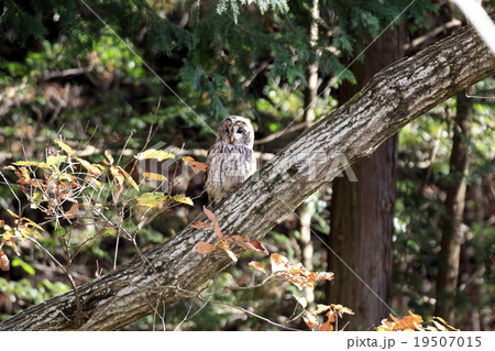 フクロウ 19507015
