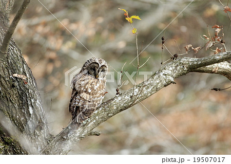 フクロウ 19507017